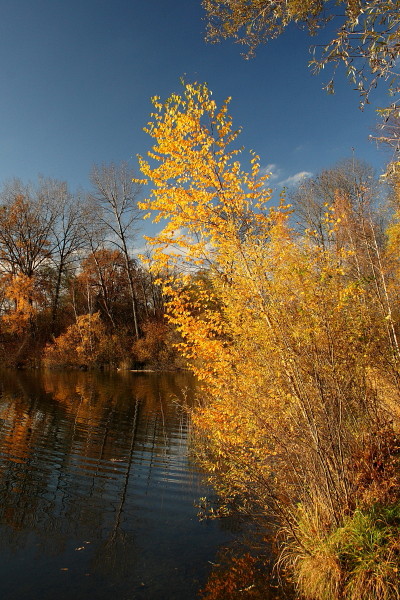 Herbstliche Rheinauen Hohenems