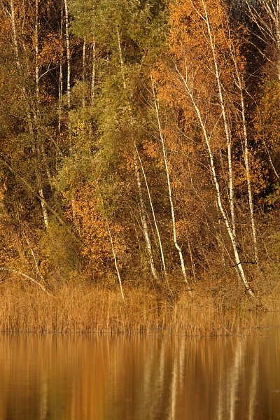 Herbstliche Rheinauen Hohenems