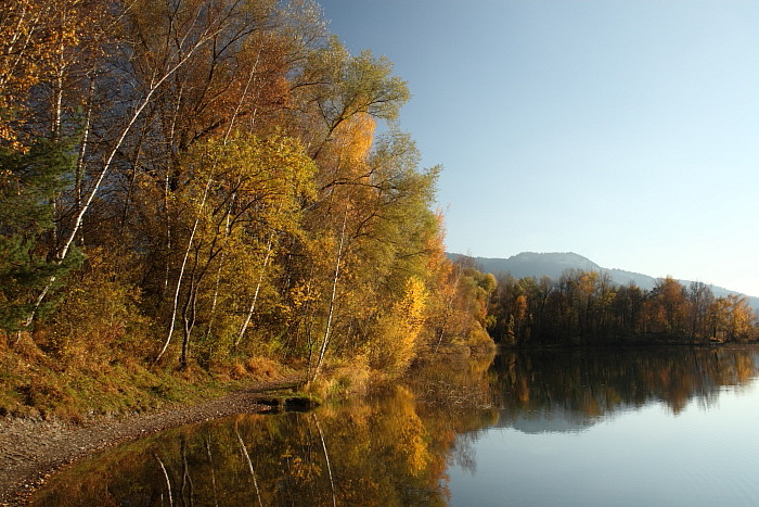 Herbstliche Rheinauen Hohenems