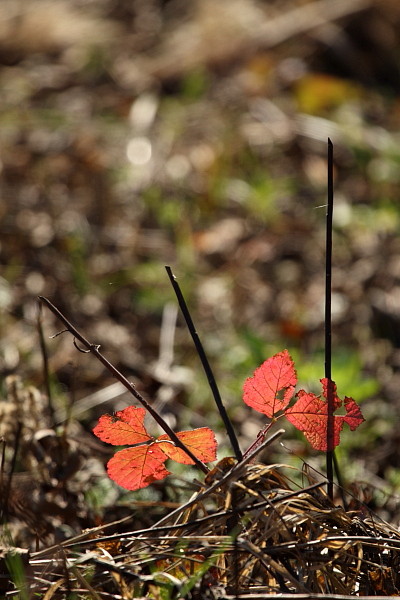 Herbstliche Rheinauen Hohenems