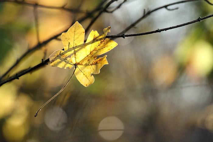 Herbstliche Rheinauen Hohenems