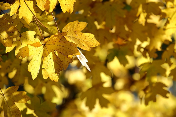 Herbstliche Rheinauen Hohenems