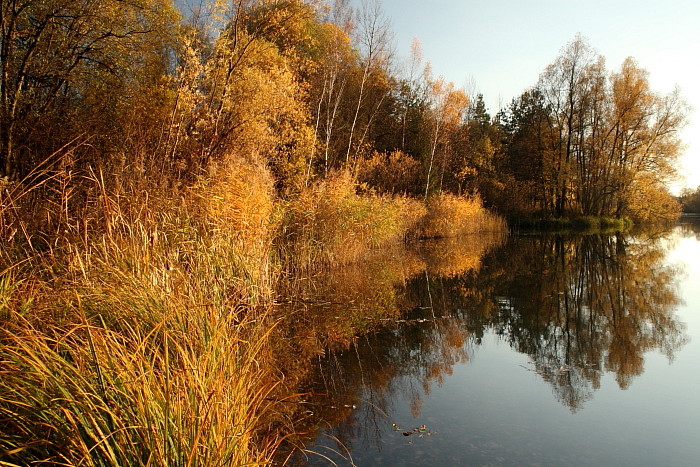 Herbstliche Rheinauen Hohenems