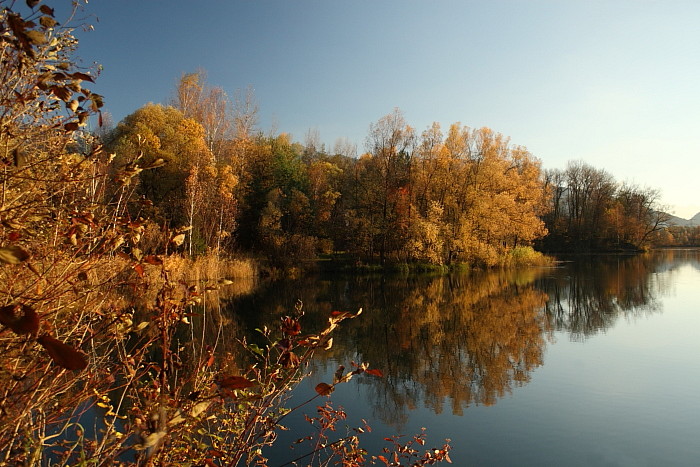 Herbstliche Rheinauen Hohenems