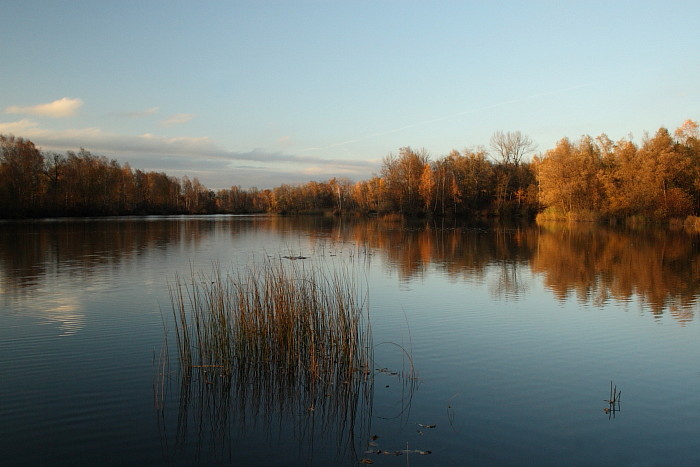 Herbstliche Rheinauen Hohenems