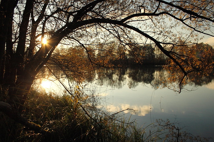Herbstliche Rheinauen Hohenems