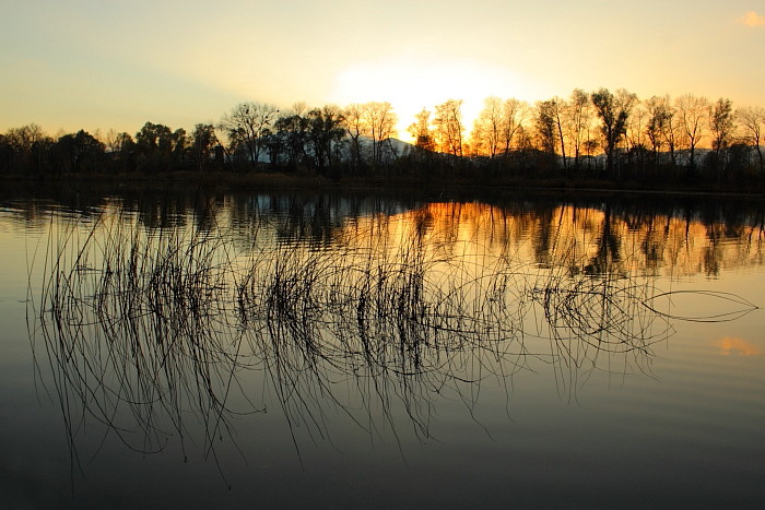 Herbstliche Rheinauen Hohenems
