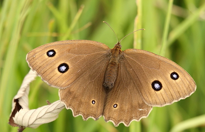 Blauäugiger Waldportier