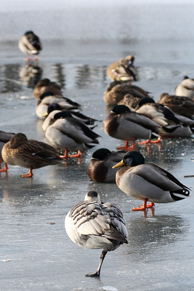 Weißwangengans und Stockenten