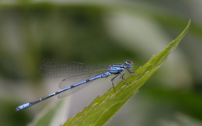 Becher Azurjungfer männlich