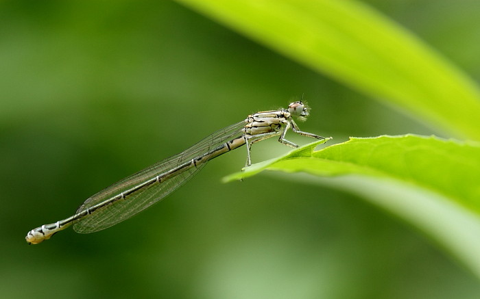 Becher Azurjungfer weiblich