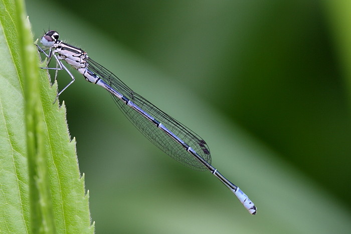 Becher Azurjungfer weiblich