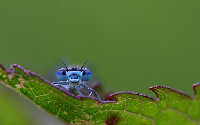 Becher Azurjungfer männlich