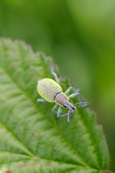 Gelber Rüsselkäfer