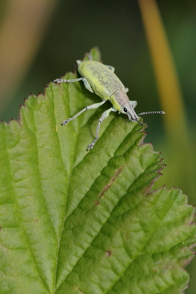 Gelber Rüsselkäfer