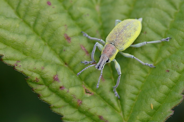 Gelber Rüsselkäfer
