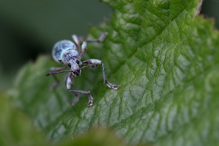 Blauer Rüsselkäfer