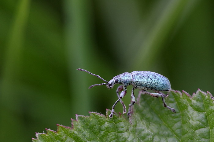 Blauer Rüsselkäfer