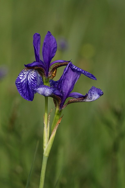 Sibirische Schwertlilie