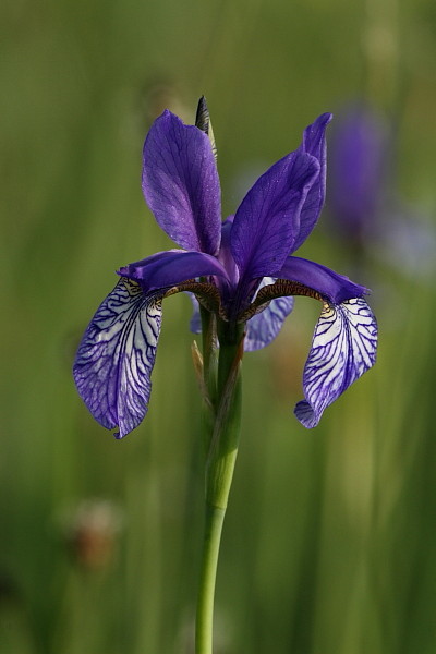 Sibirische Schwertlilie