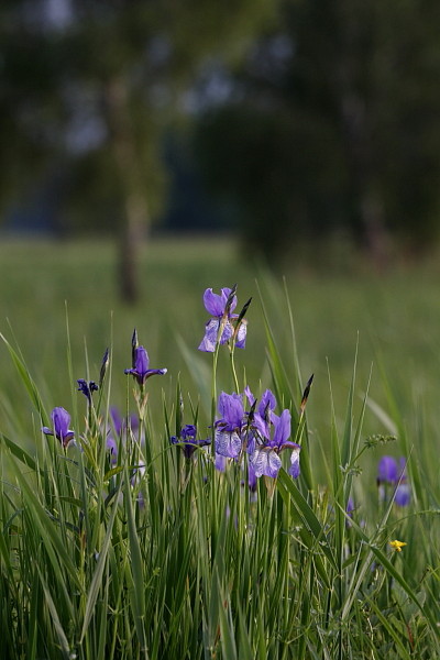 Sibirische Schwertlilien