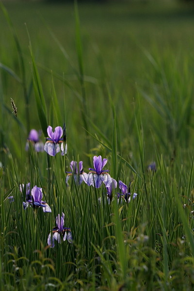 Sibirische Schwertlilien