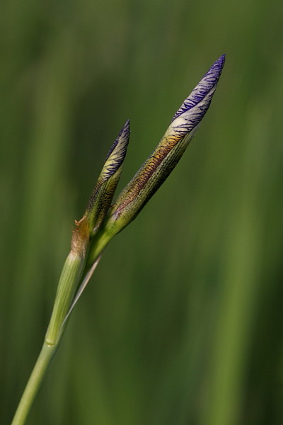 Sibirische Schwertlilie