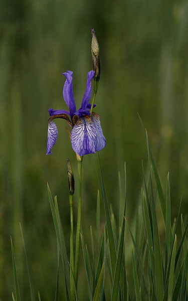 Sibirische Schwertlilie