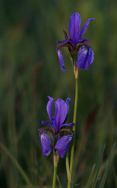 Sibirische Schwertlilien