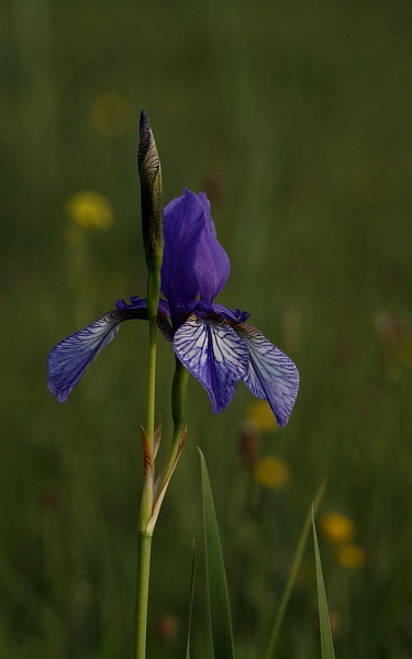 Sibirische Schwertlilie