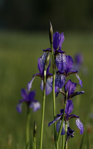 Sibirische Schwertlilien