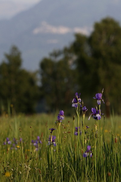Sibirische Schwertlilien