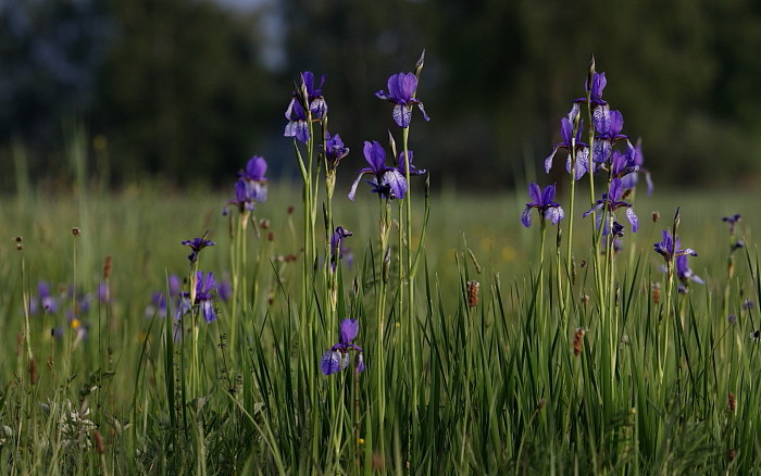 Sibirische Schwertlilien