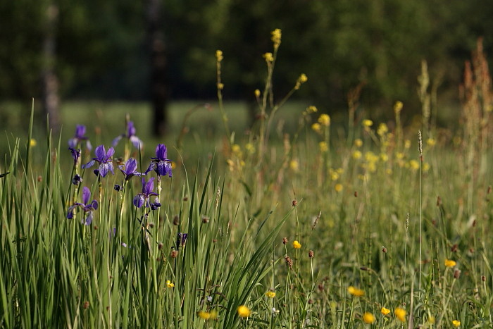 Sibirische Schwertlilien