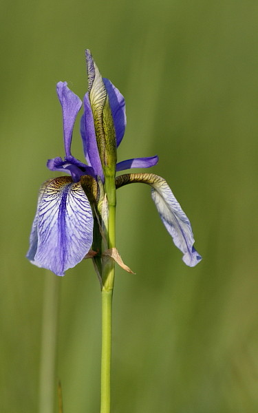 Sibirische Schwertlilie