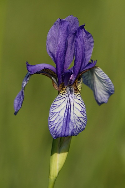 Sibirische Schwertlilie