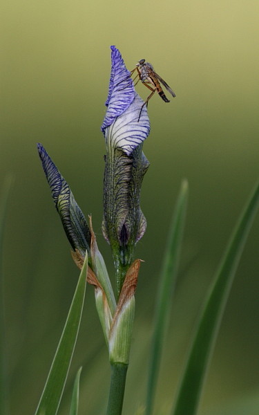 Sibirische Schwertlilie