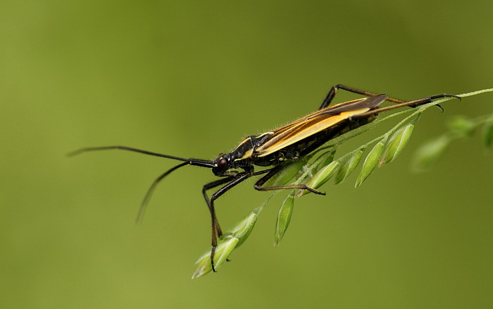 Leptopterna dolabrata Wanze