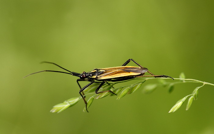 Leptopterna dolabrata Wanze