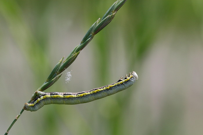 Nicht bestimmte Raupe