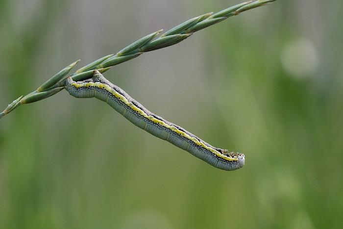 Nicht bestimmte Raupe