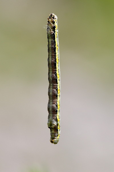 Nicht bestimmte Raupe