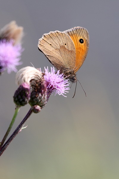 Kleines Wiesenvögelchen