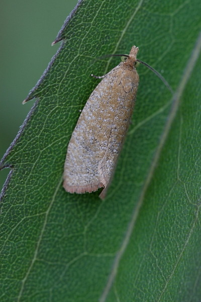 Nicht bestimmter Zünsler