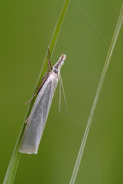 Nicht bestimmter Zünsler
