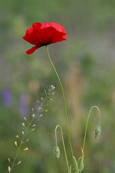 Klatschmohn