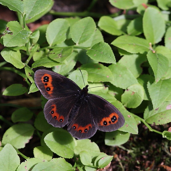 Graubindiger Mohrenfalter