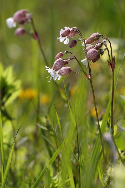 Taubenkropf Leimkraut