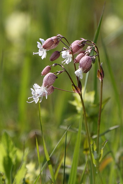 Taubenkropf Leimkraut