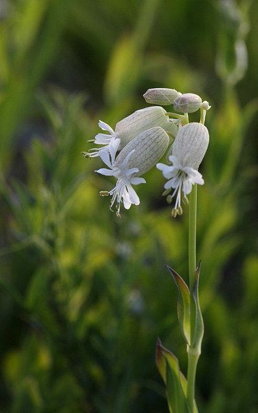 Taubenkropf Leimkraut